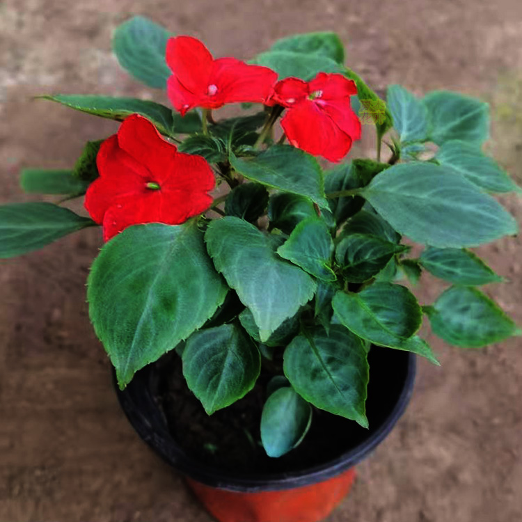 西宁花卉租摆全指南：办公室绿植养护与租摆服务怎么选