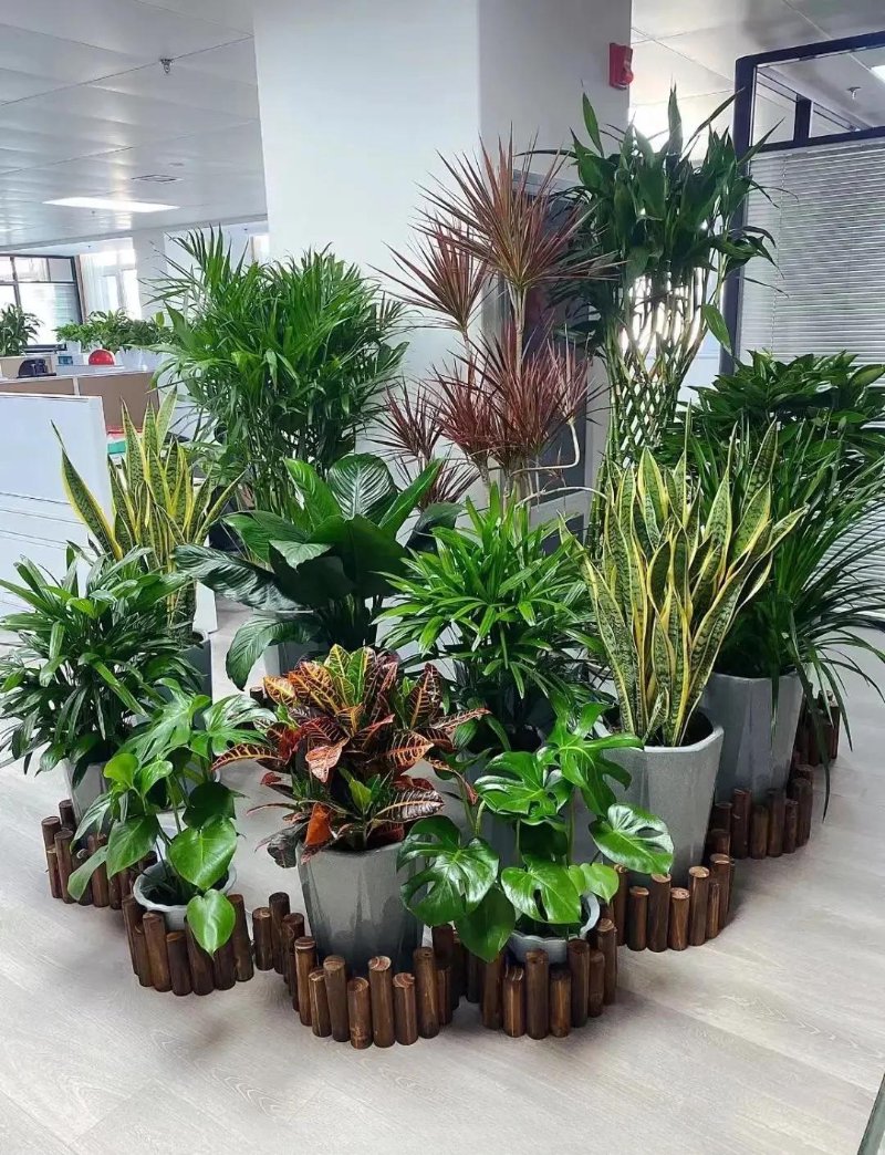 西宁花卉租摆全指南：办公室绿植租赁的实用门道与养护要点
